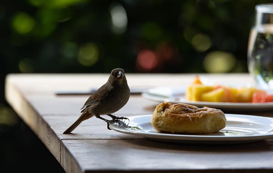 pájaro, desayuno, vacaciones, ladrón, bocadillo, comida, de cerca, mesa, plato, postre, comiendo