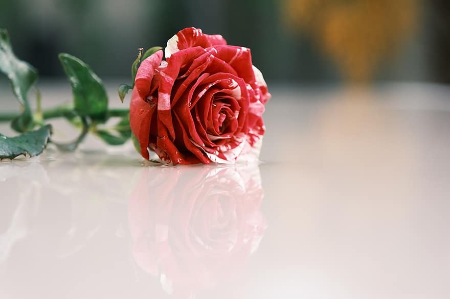 Rose, rød rose, blomst, rød blomst, kronblade, røde kronblade, flor, blomstre, flora, rosenblade, rose blomst