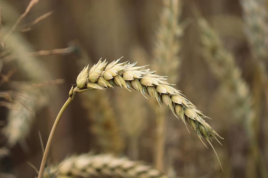 小麦、穀物、粒、フィールド、農業、トウモロコシ畑