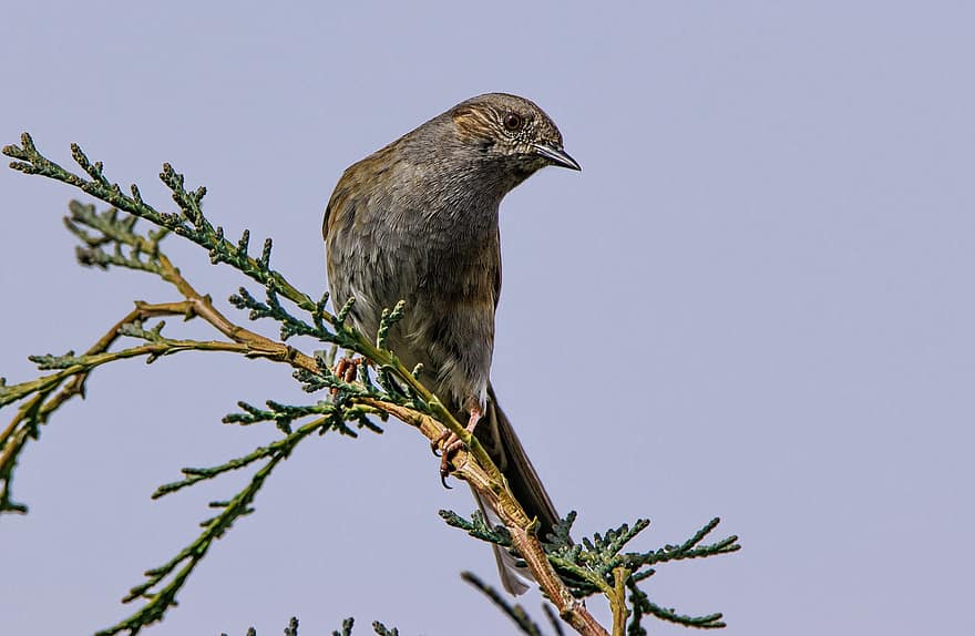 Dunnock, pájaro, pájaro cantor, aviar, ornitología, especies, naturaleza, rama, animales en la naturaleza, pico, pluma