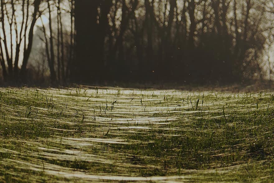 Spider Webs, Spider Thread, tree, forest, grass, landscape, plant, rural scene, leaf, season, autumn