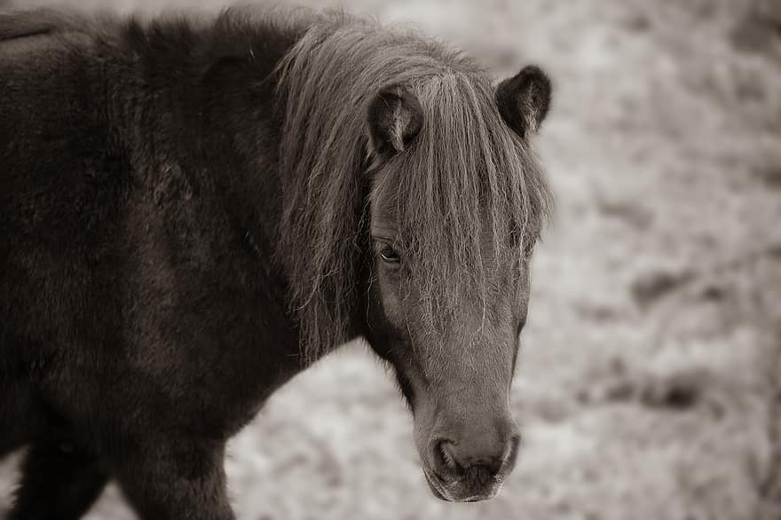 con ngựa, động vật có vú, ngựa, thú vật, bờm, con ngựa giống, ngựa đen, bờm đen, thế giới động vật