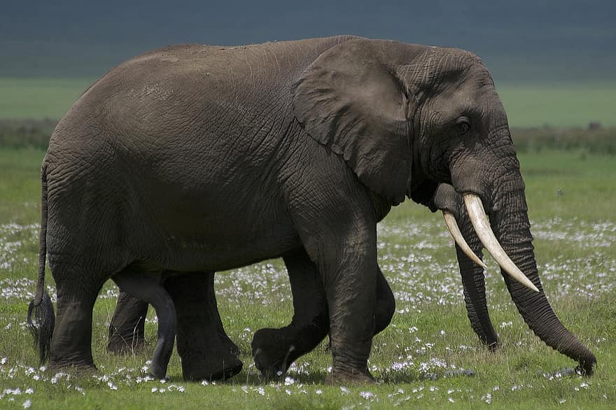 elefant, dyr, safari, dyreliv, pattedyr, vill, truet, villmark, savannen, natur, miljø
