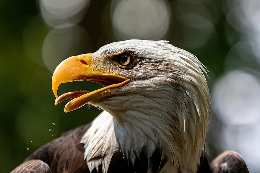 Eagle, Bald Eagle, Bird, Bird Of Prey, Raptor, Adler, Bill, Animal, Nature, Plumage, Feathers
