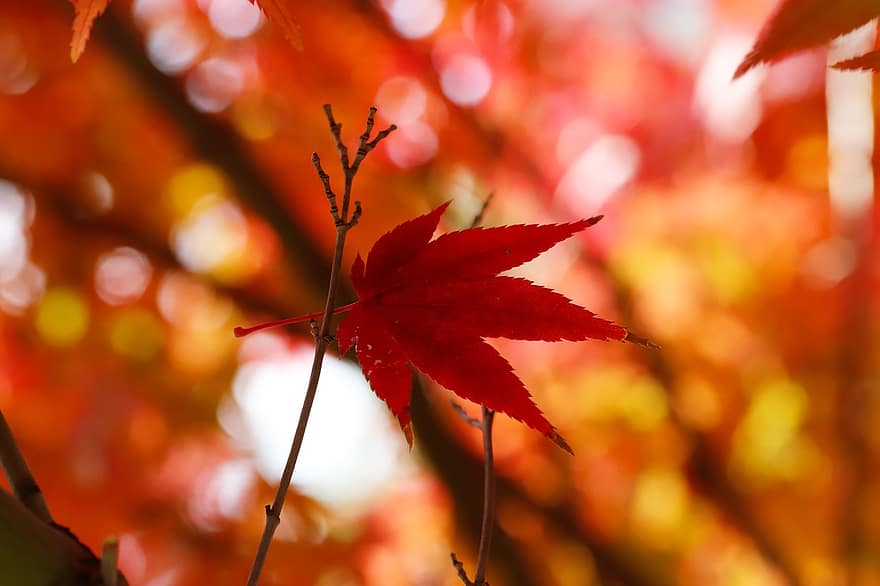 Maple, Leaf, Branch, Autumn, Fall, Red Leaf, Tree, Plant, Nature, Closeup