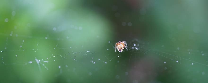 Small Spider, Cobweb, Nature, Small, Animal World, Close Up, Background, Arachnid, Spin, Web, Water