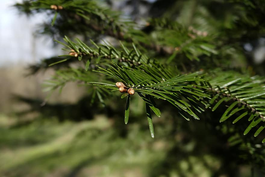 Bush, Nature, Branches, Tree, close-up, green color, coniferous tree, plant, leaf, pine tree, branch