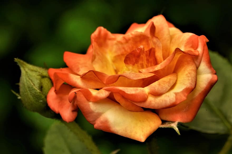 Rose, Blume, Pflanze, orange Rose, orangene Blume, Blütenblätter, Knospe, blühen, Natur