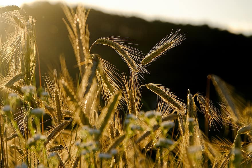 Cereals, Spike, Barley Field, Grain, Barley, Field, Crop, Food, Nutrition, Agriculture, Lighting