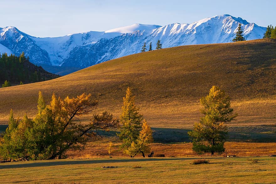 Altaï, les montagnes, l'automne, la nature, herbe, Montagne, paysage, arbre, forêt, Prairie, scène rurale