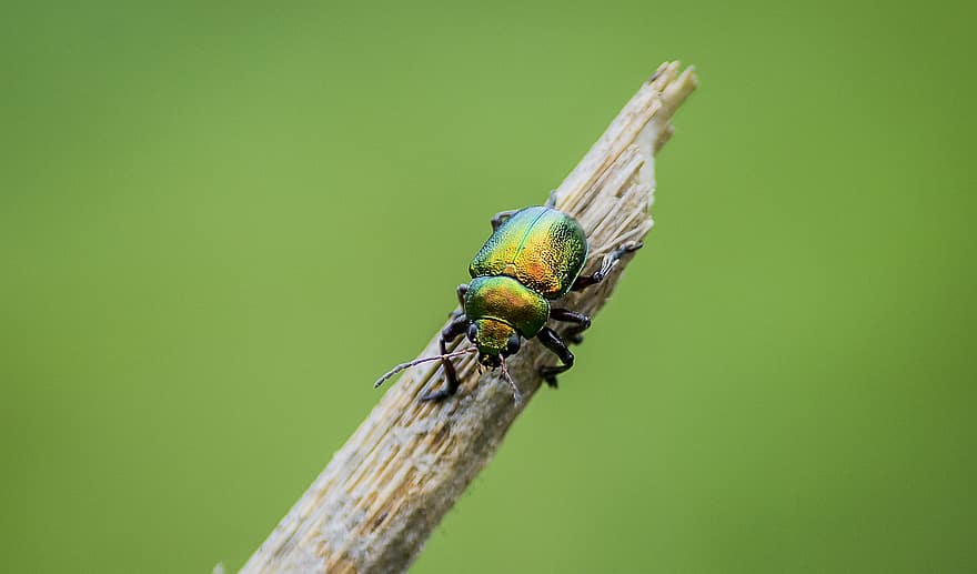 côn trùng, bọ hung, bọ cánh cứng, Thiên nhiên, động vật hoang dã, thú vật, đóng lại, cận cảnh, vĩ mô, màu xanh lục, nhiều màu