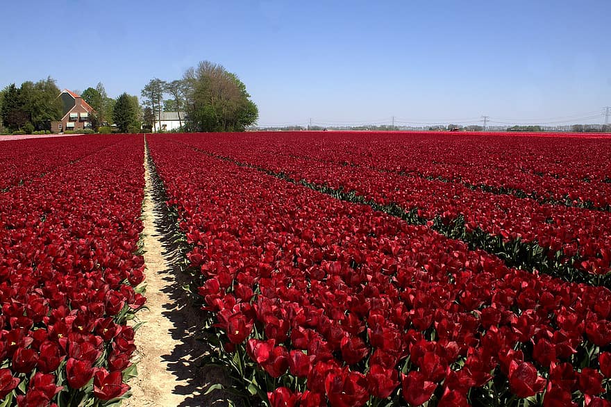 Hoa tulip, những bông hoa, cánh đồng hoa tulip, phong cảnh