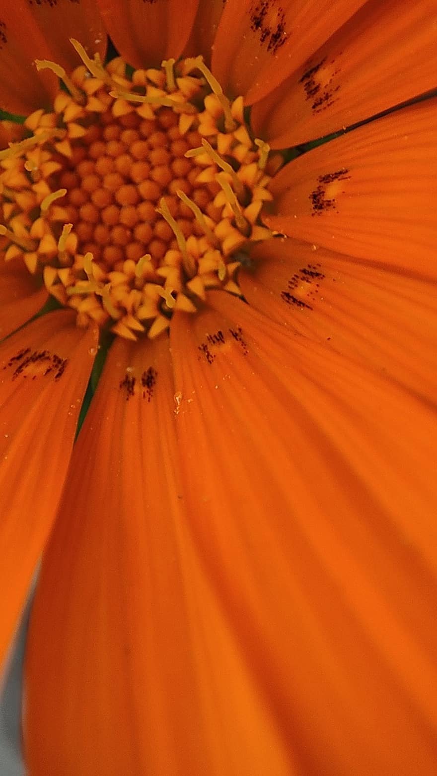 Orange Flower, Flower, Macro