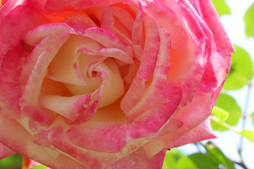 ruusu-, pinkki, kukka, terälehdet, pinkki ruusu, vaaleanpunainen kukka, vaaleanpunaiset terälehdet, kukinta, kasvisto, ruusunlehdet, nousi kukinta