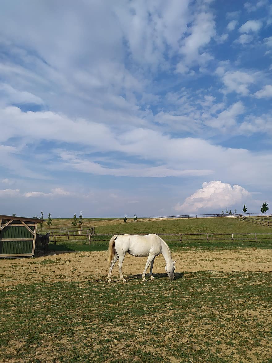 кінь, тварина, білий, небо, хмари, атмосфера, пасовище