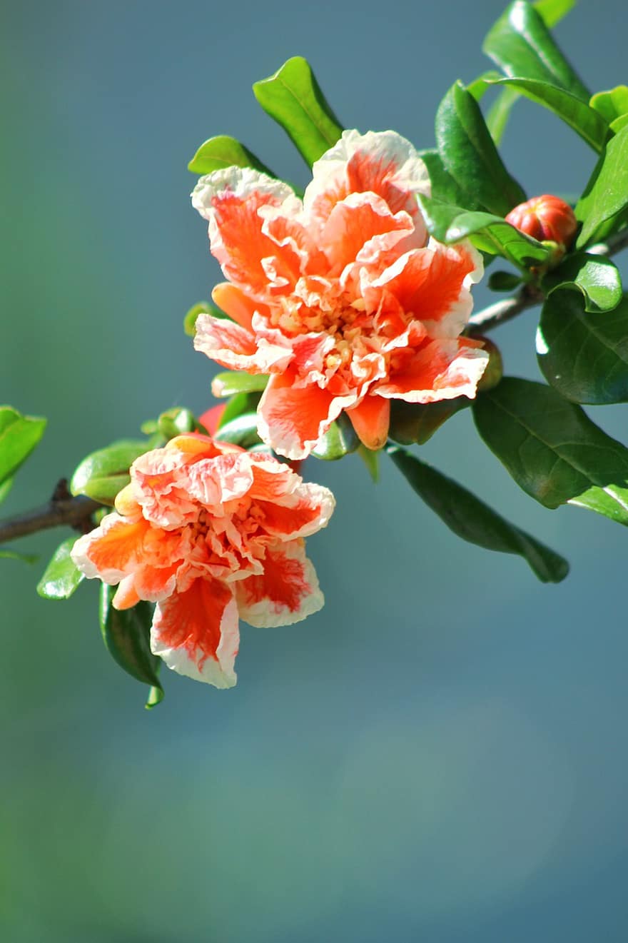 primăvară, Rhododendron, flori, a inflori