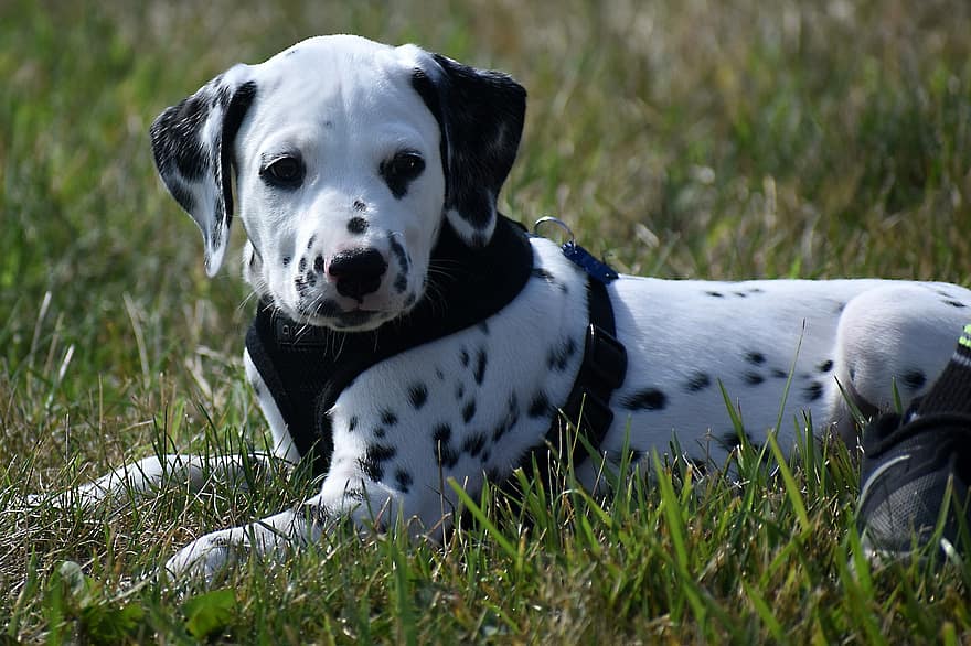 dalmatiner, hundehvalp, hund, græs, nuttet, pletter, kæledyr