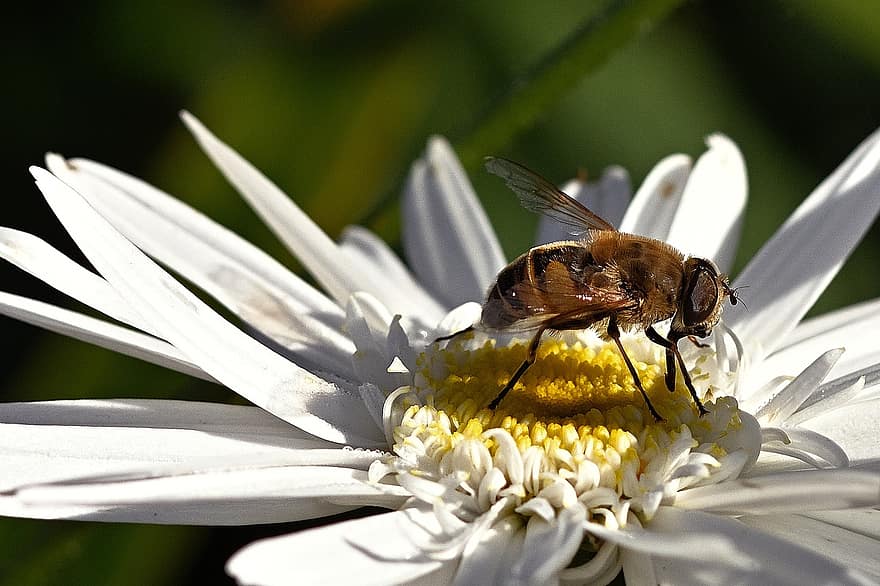 hoverfly, serangga, bug, sayap, bunga, kelopak, bunga margrit, mekar, berkembang, serbuk sari, penyerbukan