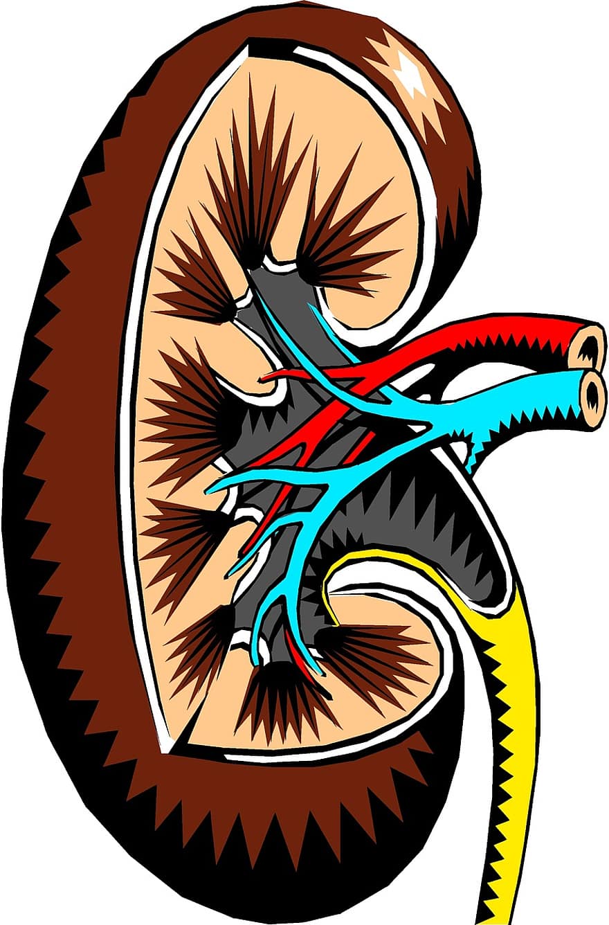 riñón, sección transversal, médico, Organo