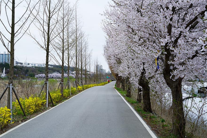 kelias, pavasaris, pobūdį, vyšnių žiedas, lauke, kelionė, žvalgymas, sezoninis, Korėjos Respublika, kraštovaizdį, medis