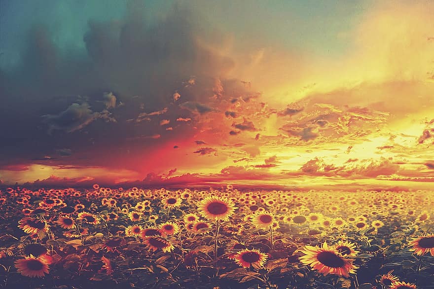 соняшники, луг, поле, квіти, пелюстки, флора, квітковий, небо, хмари, сонце, мальовничий