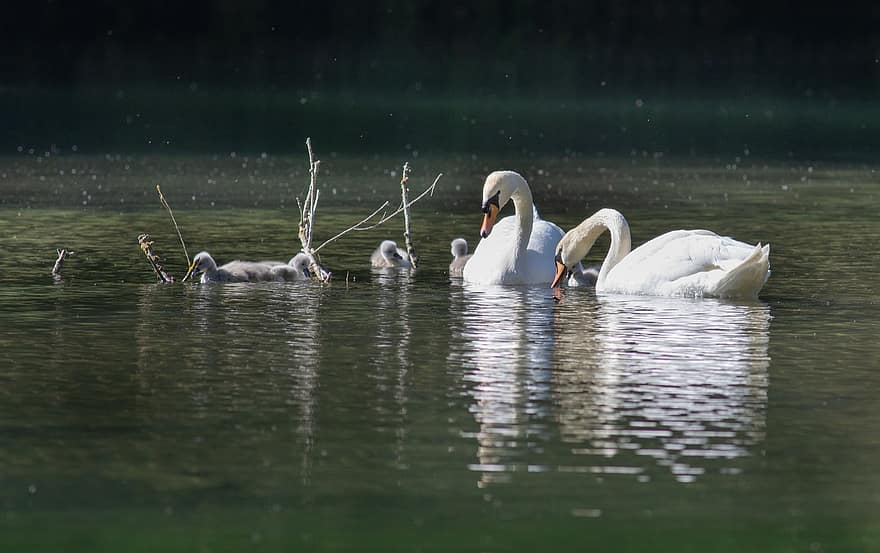 Swans, River, Water Birds, Bird Watching, Lake, Sunrise, Cygnets, swan, water, beak, pond
