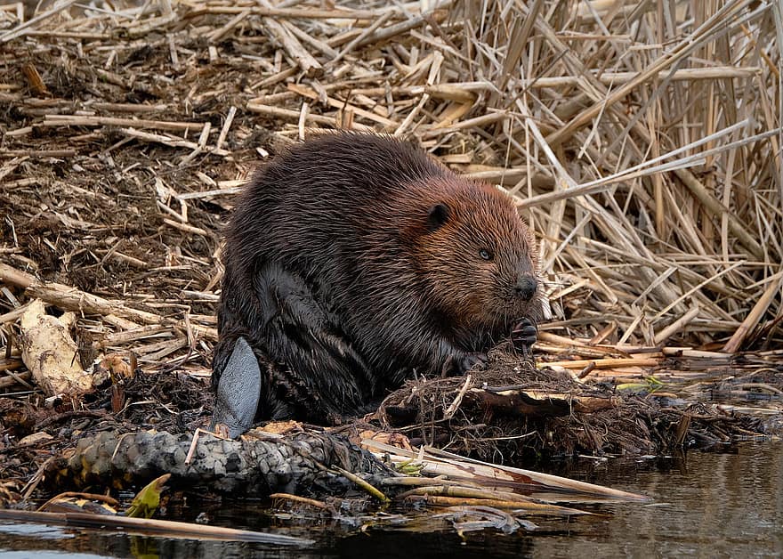 Beaver, River, Canada, Wildlife, Wilderness, Nature, Forest, Animal, animals in the wild, rodent, cute