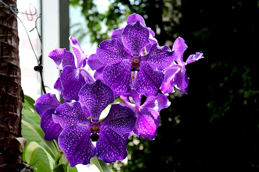 orhideja, eksotiski, ziedi, ziedēšana, dārzs, tropu, krāsa violeta, izpildi, skaists, aizraujoši, siltumnīcas