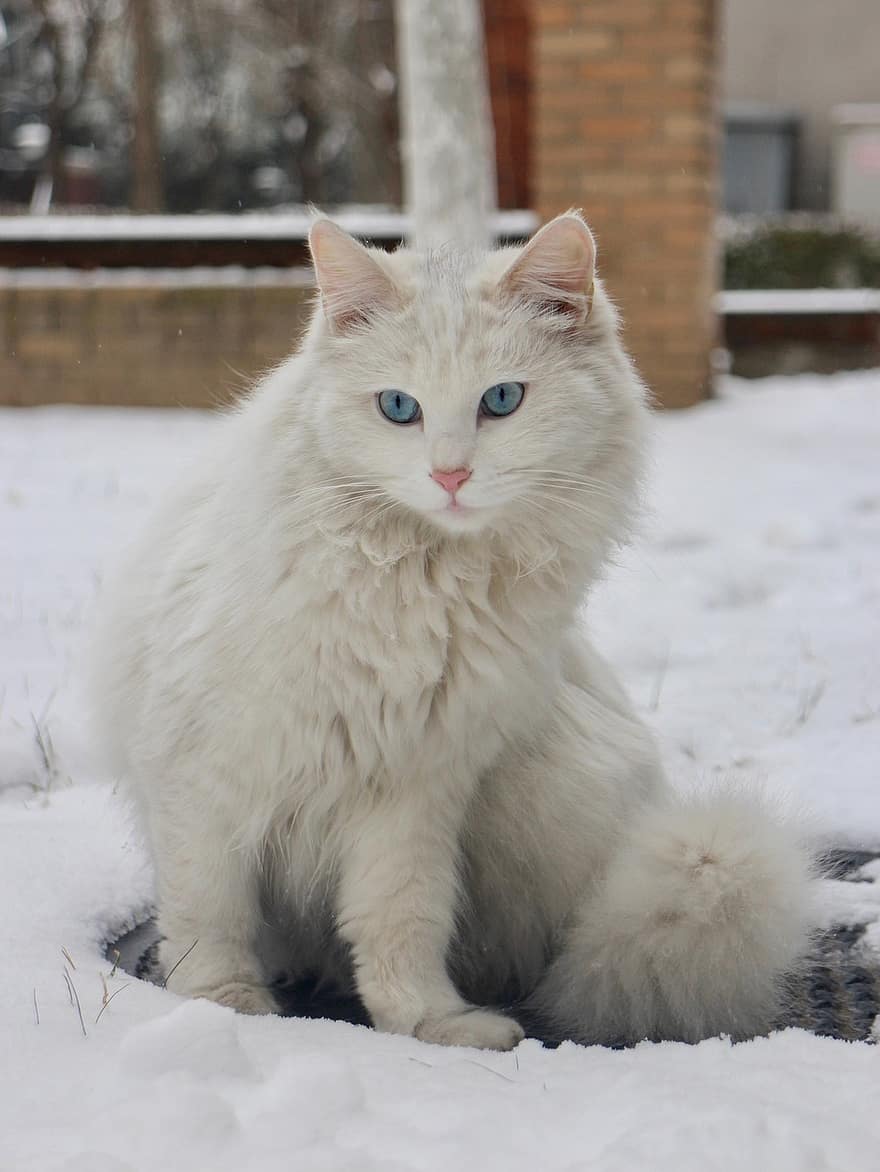 katt, kattdjur, pott, sällskapsdjur, päls, däggdjur, vit katt, inhemsk, snö