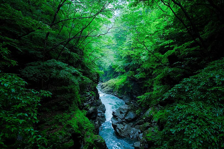 strömma, träd, skog, mossa, klyfta, flod, stenar, vatten, landskap, grön färg, berg