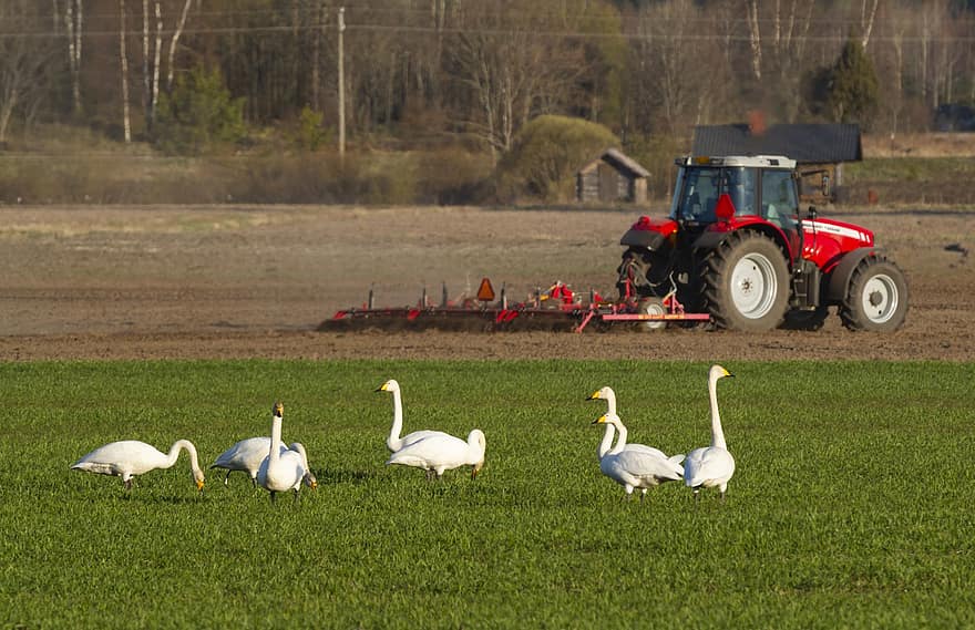 traktor, angsa, burung-burung, tanah yg dikerjakan, bidang, bajak, pertanian, tanah pertanian, pemandangan pedesaan, rumput, padang rumput