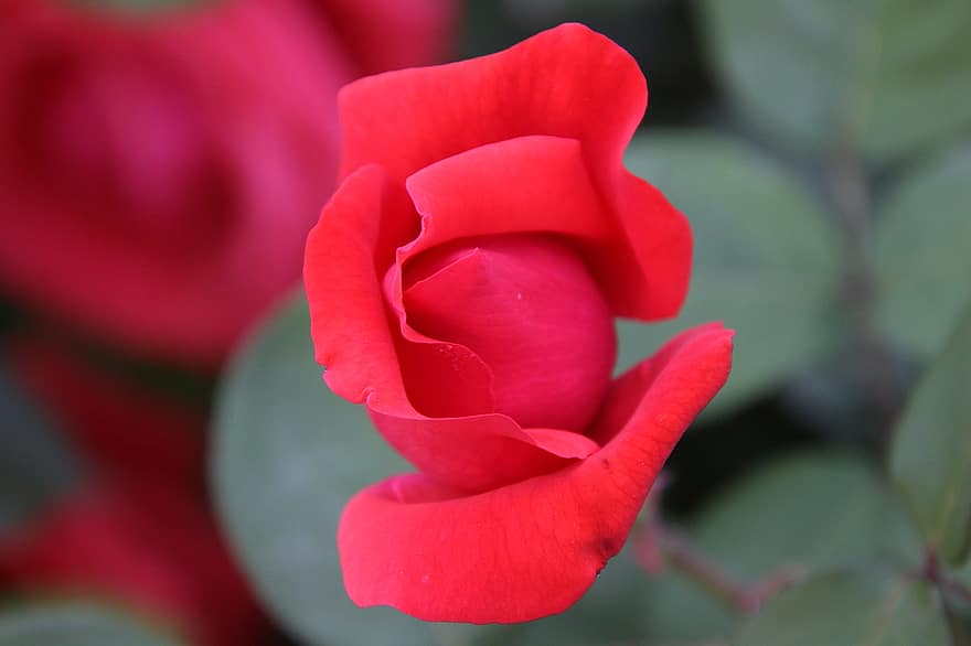 Rosa, Rosa roja, flor, planta, floreciente, cierne, pétalos, planta floreciendo, planta ornamental, jardín