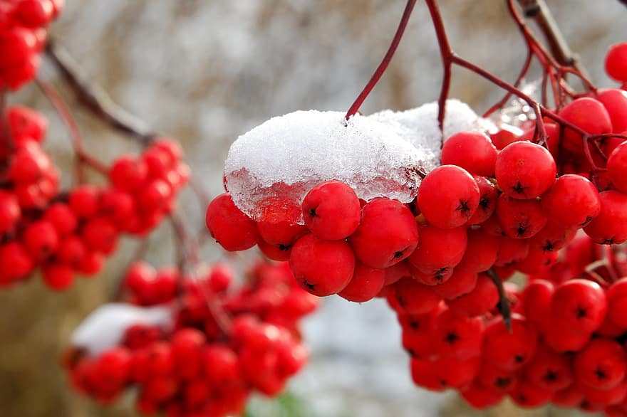 Berries, Rowan, Autumn, Nature, Snow