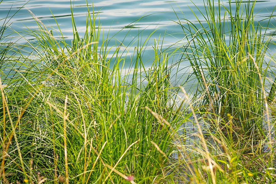 Grass, Nature, Riverbank, Lake, Outdoors