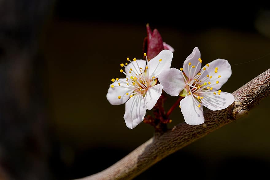 květ, Třešňový květ, jaro, Korea, sezónní, okvětní lístky, růst