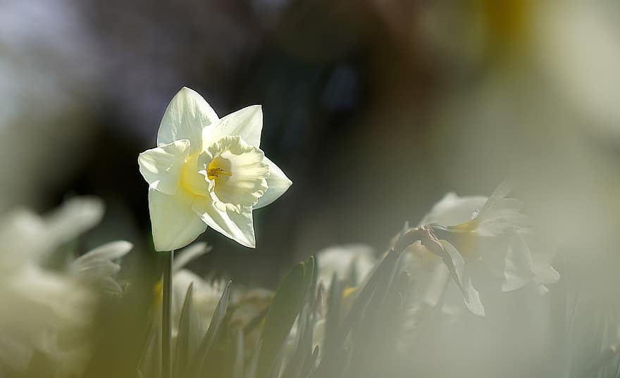 blomst, Narcissus, påskelilje, vår, sesong, botanisk, natur, petals, vekst, makro, hvit