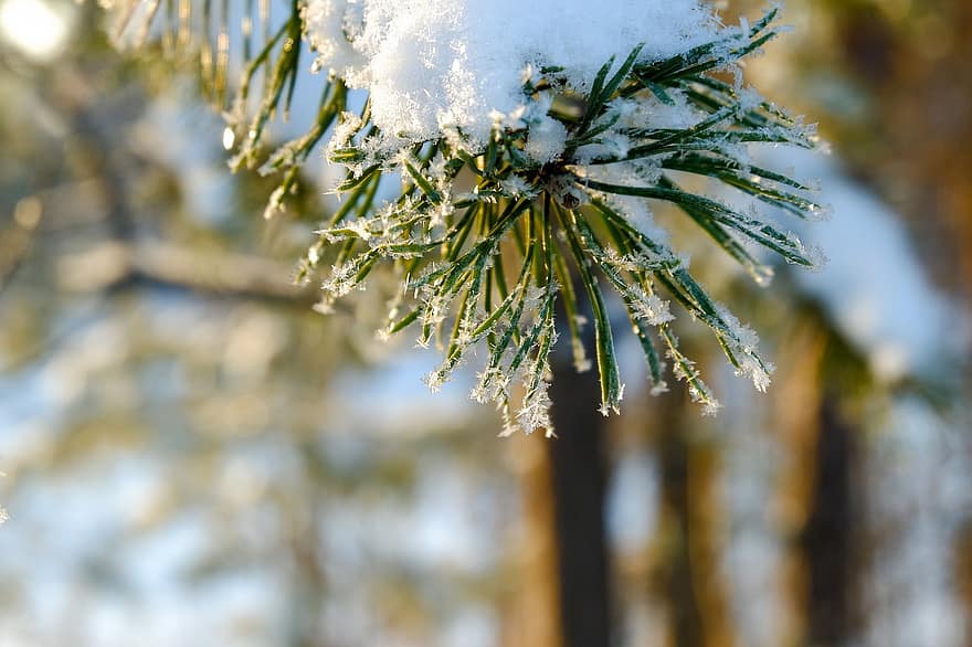 tall, gren, snö, nålar, frost, vinter-, rimfrost, kall, löv, barrträd, träd