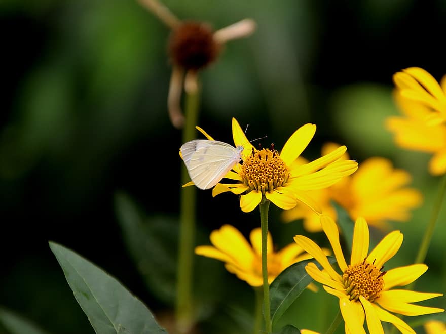 żółte kwiaty, motyl, owad, zaznaczone, zapylanie, coreopsis, kwiaty, ogród, łąka, flora, zbliżenie