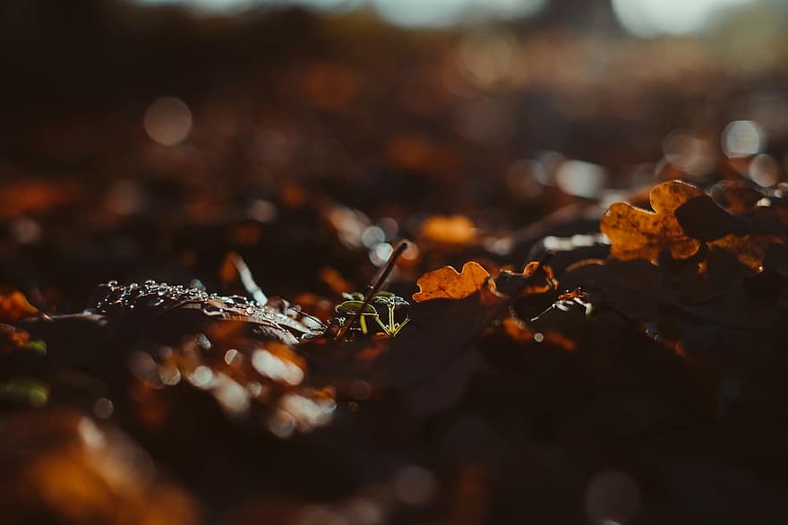 есен, листа, шума, есенни листа, есенна листа, есенни цветове, есенния сезон, попадат зеленина, цветовете на есента, природа, паднали листа