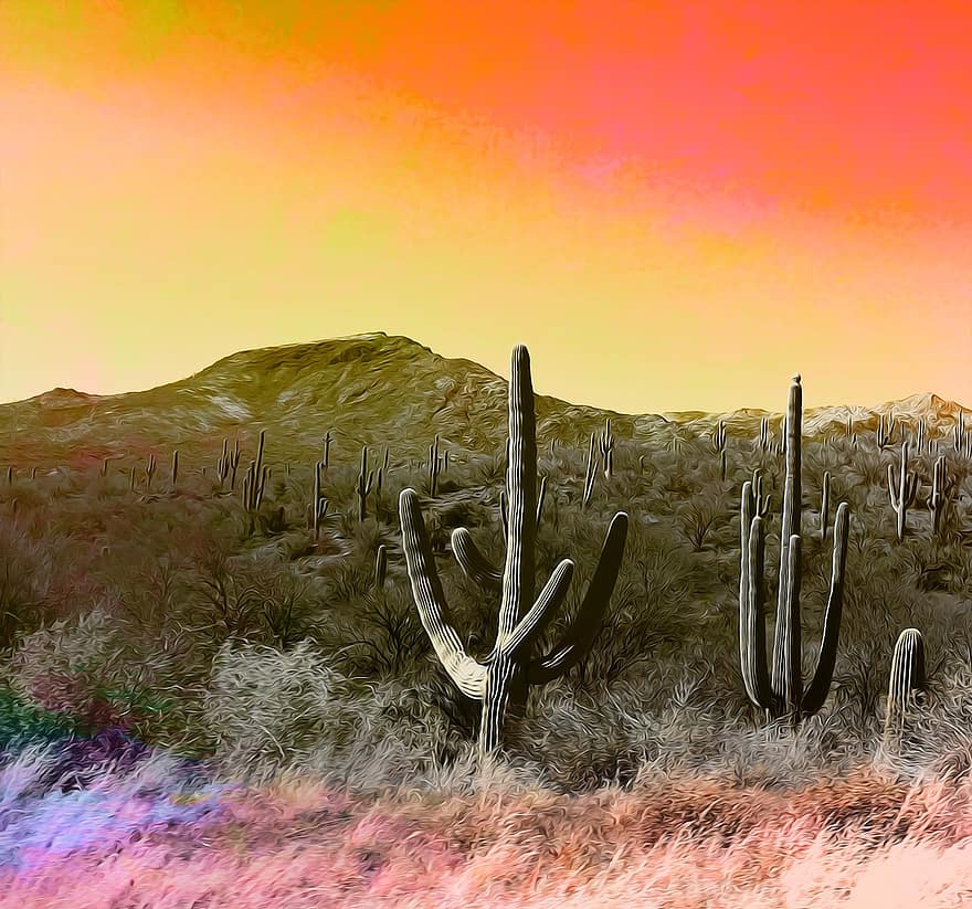 кактус, Аризона, пустыня, пейзаж, цереуса, завод, сценический, Соединенные Штаты Америки, кактусы, заход солнца, на открытом воздухе