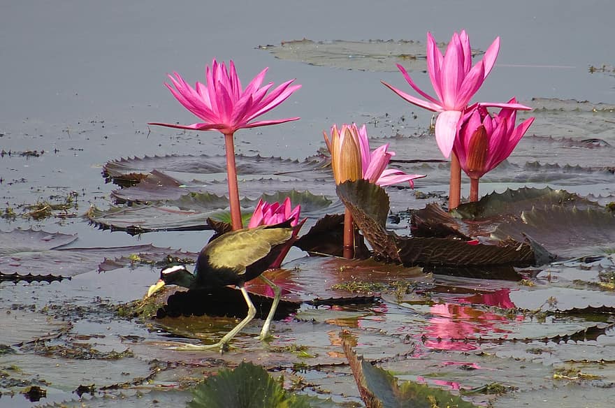 lliris d'aigua, flors, Jacana, ocell, estany, flors de color rosa, pantà, aigua, pètals, pètals de color rosa, florir