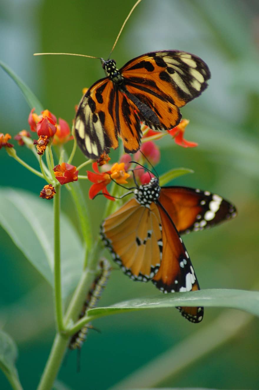 zwykły tygrys, motyl, owad, afrykański monarcha, kwiat, skrzydełka, roślina, ogród, Natura, zbliżenie, wielobarwne