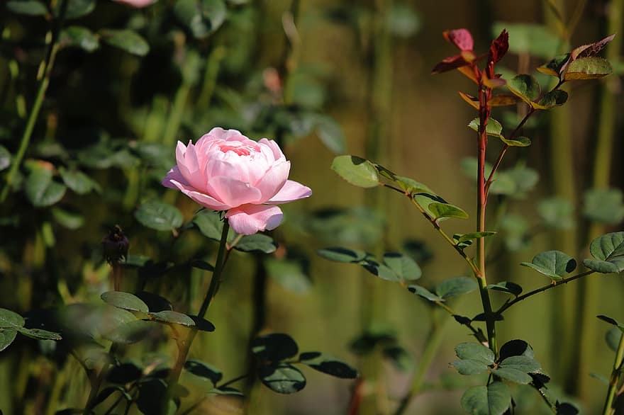 rosa, flor, rosa rosa, flor de roses, pètals, pètals de rosa, florir, flora, fulles, full, planta