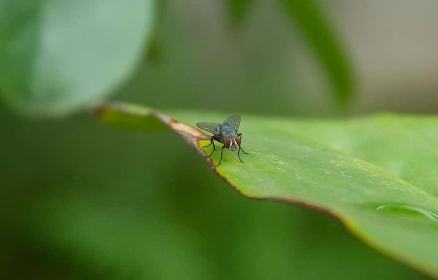 Fly, Insect, Leaf, Pest, Nature, close-up, macro, green color, plant, summer, animals in the wild