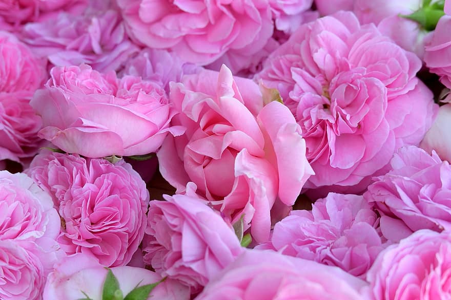 mawar, mawar merah muda, buket, bunga-bunga merah muda, bunga-bunga, indah
