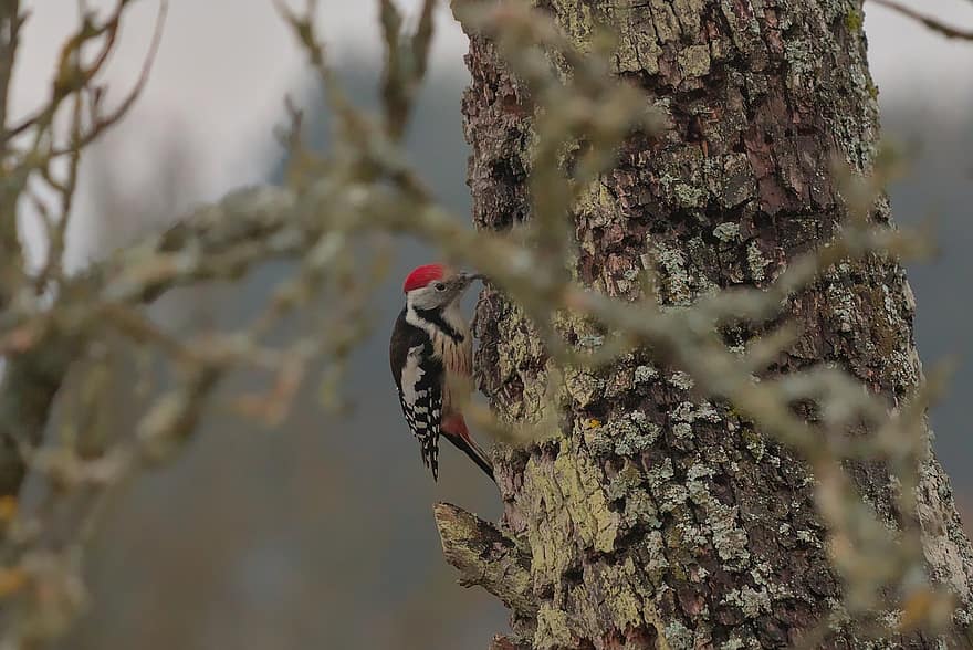 Woodpecker, Middle Woodpecker, Nature, Tree, Photography, Wilderness, Bird