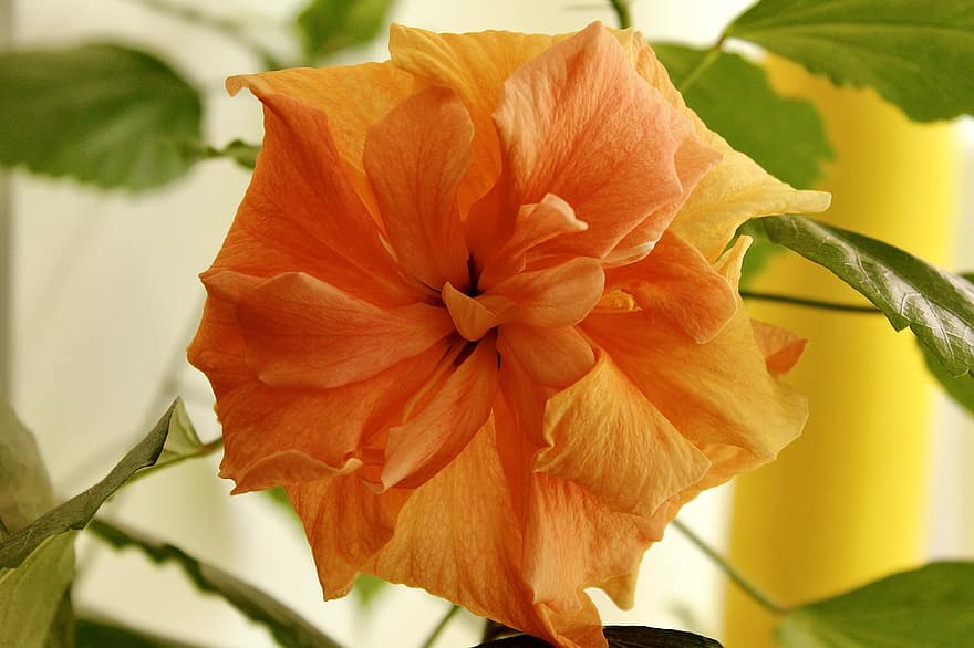 цвете, японска роза, оранжев, ботаника, разцвет, цвят, листенца, растеж, едър план, листо, растение
