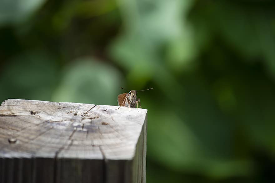 Insect, Outside, Nature, Animal, Bug, Critter, close-up, macro, bee, wood, summer