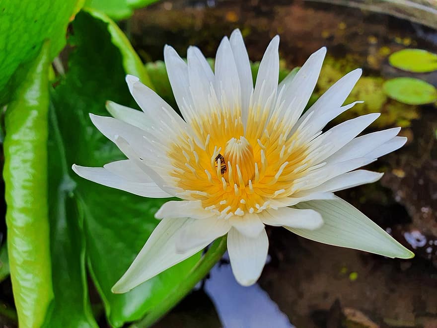 lotus, blomma, växt, bi, insekt, vit Lotus, vit blomma, kronblad, pistill, blad, lotusblad