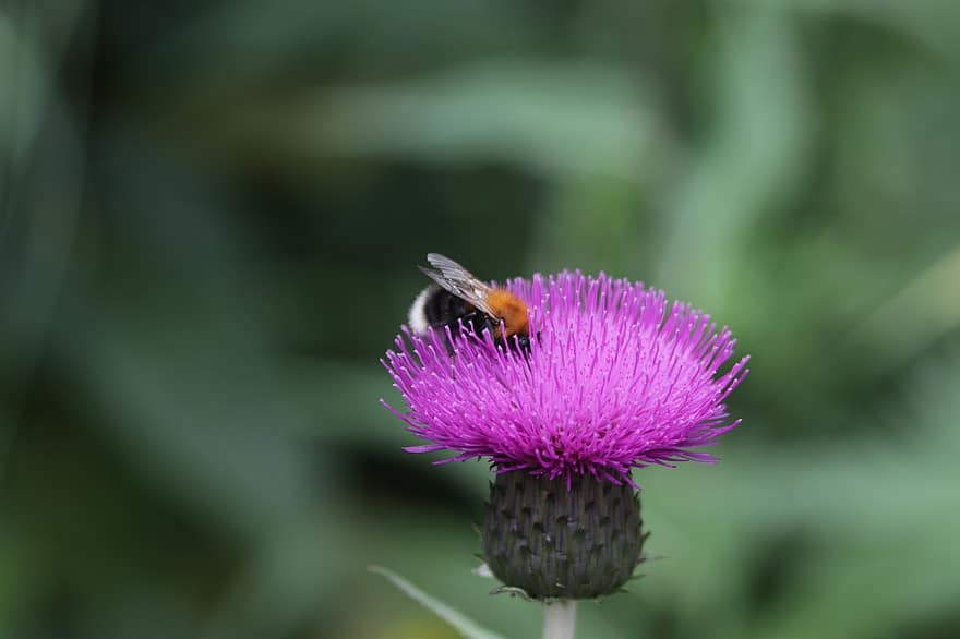 лято, цвете, Karri, малка пчела, пчела, градина, макро, растение, слънце, едър план, насекомо